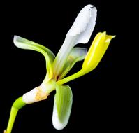 Wild Flower Small Blossom plant