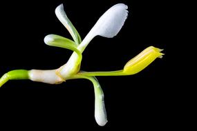 Close-up of the beautiful, shiny, yellow, green and white wild flower, in light, at black background