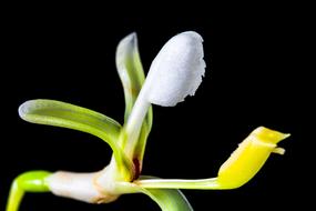 white Wild Flower Small Blossom
