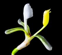 Wild Flower Small Blossom at dark