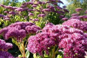 sedum Flowers in garden