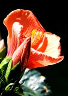 Close-up of the beautiful, orange and yellow hibiscus flower, in light, at black background