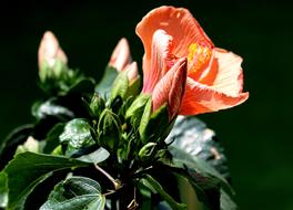 Closeup view of Flowers Hibiscus