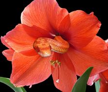 Close-up of the beautiful, blooming, red and orange flower with the snake, at black background