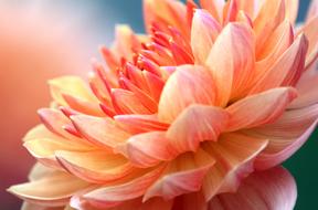 wonderful Floral Soft pink