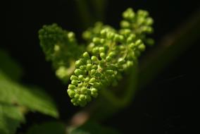 Grapes Close Up