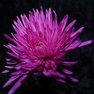 Purple chrysanthemum Flower at darkness