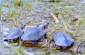 Turtles Reptile Tortoise