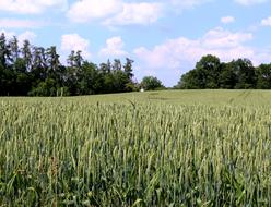 Wheat Field Cereals landscape