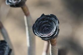 Close-up of the beautiful, black cactus flowers in Spain, in the summer