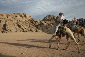 Egypt Adventure Camel