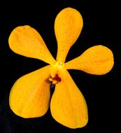 yellow orchid flower with petals on black background