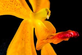 Close-up of the beautiful and colorful, blossoming orchid flower, at black background