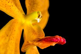 yellow orchid flower on black background