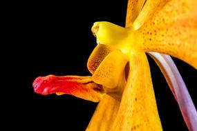 wonderful Orchid orange