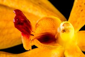 Orchid orange red Blossom