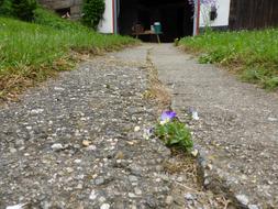 pansies grow through the asphalt