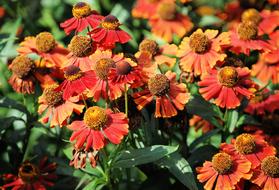 Aster red Flower