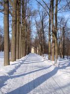 snowy Alley Trees Track