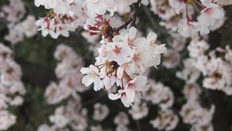 Cherry Blossoms Yoshino