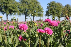 flower bed with dahlias on a sunny day