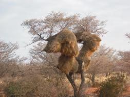 Baobab African