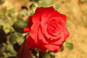 Rose red bud open