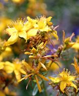 Close-up of the beautiful and colorful St John's Wort plants, with the yellow flowers