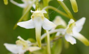 White green Wood Hyacinth