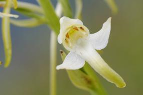 cute White Wood Hyacinth Blossom