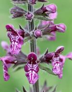 photo of Wood Betony Wild Flower Blossom