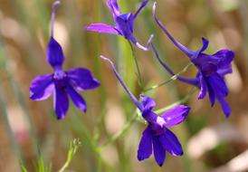 purple Arable Larkspur Field Flowers