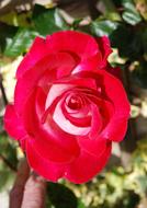 Rose Red Flower green leaf