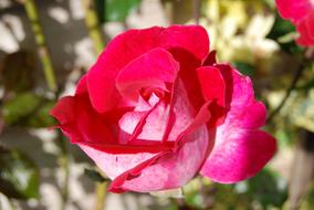 Close-up of the beautiful, red, purple, pink and white rose flowers in light