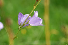 Beautiful, blooming, violet bellflowers at blurred background with green grass