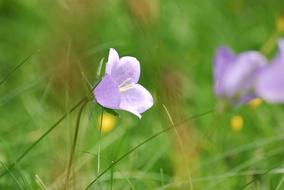 beauty Bellflower close-up on blurred background