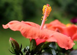 Close-up of the beautiful, blooming, orange and yellow hibiscus flowers and bud
