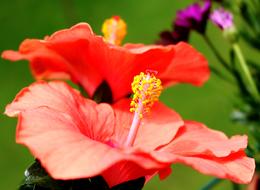bright red Flowers Pistil