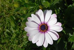 purple-white bud osteospermum