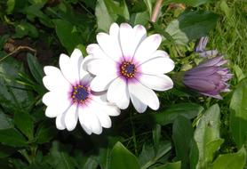 African Daisy close-up on blurred background