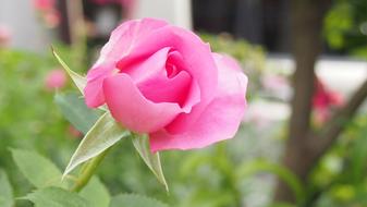 Pink Rose In The Early summer