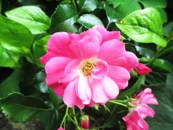 Rose Bush Blooms