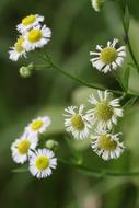 chamomile Flowers in garden