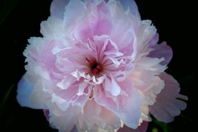 wonderful Flower Peony Pink