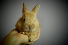 Rabbit Ears Hand
