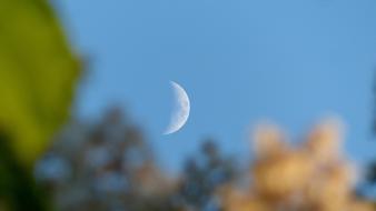 Moon Trees Blossoms