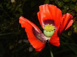 wondrous red Poppy Blossom