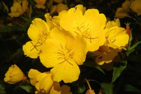 Flowers Close Up Yellow