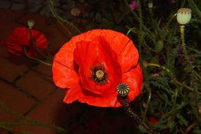 Poppy Blossom, top view