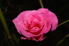 Close-up of the beautiful, blossoming, pink, gradient rose flowers, among the darkness